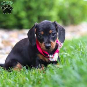 Amelia, Dachshund Puppy
